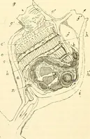 An illustration from The microscope and its revelations (1856)