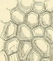 An illustration from The microscope and its revelations (1856)