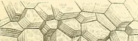 An illustration from The microscope and its revelations (1856)
