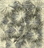 An illustration from The microscope and its revelations (1856)
