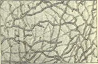 An illustration from The microscope and its revelations (1856)