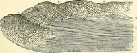 An illustration from The microscope and its revelations (1856)