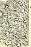 An illustration from The microscope and its revelations (1856)