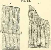 An illustration from The microscope and its revelations (1856)