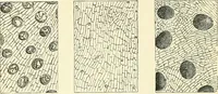 An illustration from The microscope and its revelations (1856)