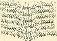 An illustration from The microscope and its revelations (1856)