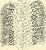 An illustration from The microscope and its revelations (1856)