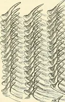 An illustration from The microscope and its revelations (1856)