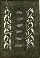 An illustration from The microscope and its revelations (1856)