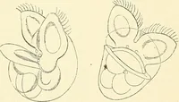 An illustration from The microscope and its revelations (1856)