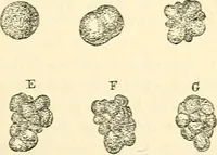 An illustration from The microscope and its revelations (1856)