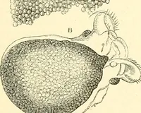 An illustration from The microscope and its revelations (1856)