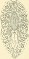 An illustration from The microscope and its revelations (1856)