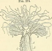 An illustration from The microscope and its revelations (1856)