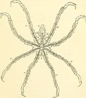 An illustration from The microscope and its revelations (1856)