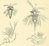 An illustration from The microscope and its revelations (1856)