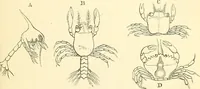 An illustration from The microscope and its revelations (1856)