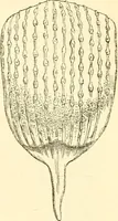 An illustration from The microscope and its revelations (1856)