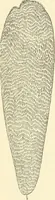 An illustration from The microscope and its revelations (1856)