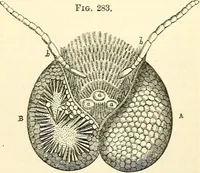 An illustration from The microscope and its revelations (1856)