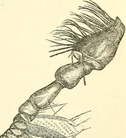 An illustration from The microscope and its revelations (1856)