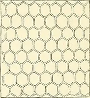 An illustration from The microscope and its revelations (1856)
