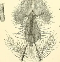 An illustration from The microscope and its revelations (1856)