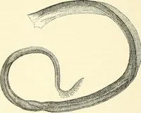 An illustration from The microscope and its revelations (1856)