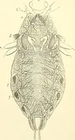 An illustration from The microscope and its revelations (1856)