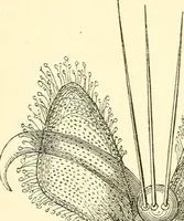 An illustration from The microscope and its revelations (1856)
