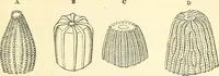 An illustration from The microscope and its revelations (1856)