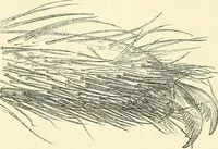 An illustration from The microscope and its revelations (1856)