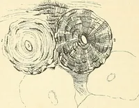 An illustration from The microscope and its revelations (1856)
