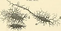 An illustration from The microscope and its revelations (1856)