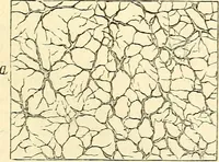 An illustration from The microscope and its revelations (1856)