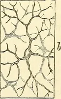 An illustration from The microscope and its revelations (1856)