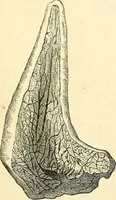 An illustration from The microscope and its revelations (1856)