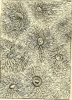 An illustration from The microscope and its revelations (1856)