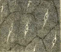 An illustration from The microscope and its revelations (1856)