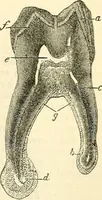 An illustration from The microscope and its revelations (1856)
