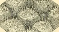 An illustration from The microscope and its revelations (1856)