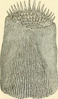 An illustration from The microscope and its revelations (1856)