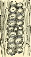An illustration from The microscope and its revelations (1856)