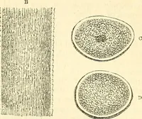 An illustration from The microscope and its revelations (1856)