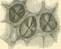 An illustration from The microscope and its revelations (1856)