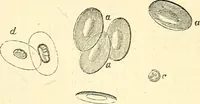 An illustration from The microscope and its revelations (1856)