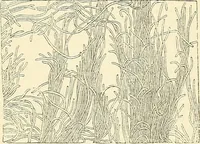 An illustration from The microscope and its revelations (1856)
