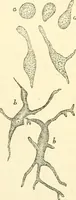 An illustration from The microscope and its revelations (1856)