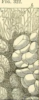An illustration from The microscope and its revelations (1856)