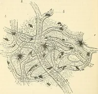 An illustration from The microscope and its revelations (1856)